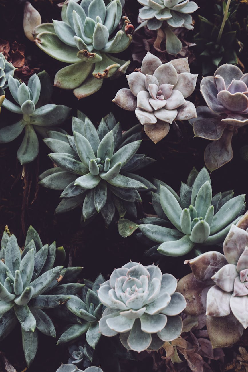 selective focus photography of green succulents